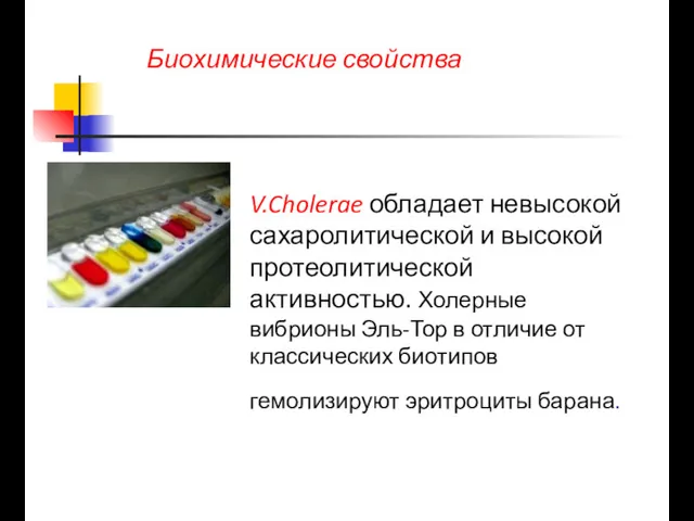 Биохимические свойства V.Cholerae обладает невысокой сахаролитической и высокой протеолитической активностью.