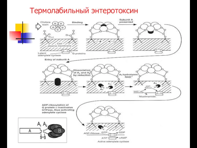 Термолабильный энтеротоксин