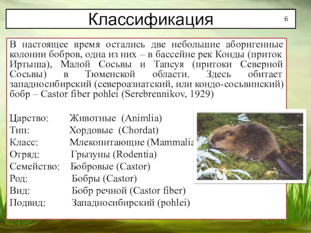 Классификация В настоящее время остались две небольшие аборигенные колонии бобров,