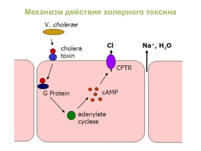 Механизм действия холерного токсина