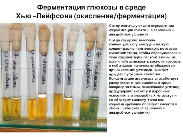 Ферментация глюкозы в среде Хью –Лейфсона (окисление/ферментация) Среду используют для