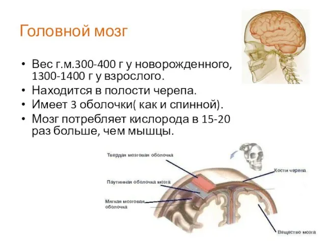 Головной мозг Вес г.м.300-400 г у новорожденного, 1300-1400 г у