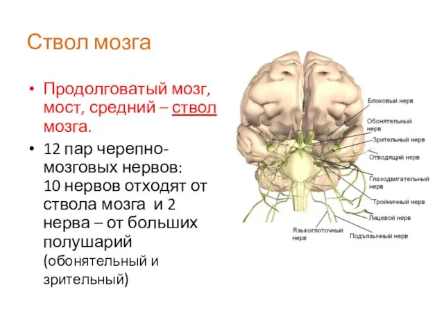 Ствол мозга Продолговатый мозг, мост, средний – ствол мозга. 12