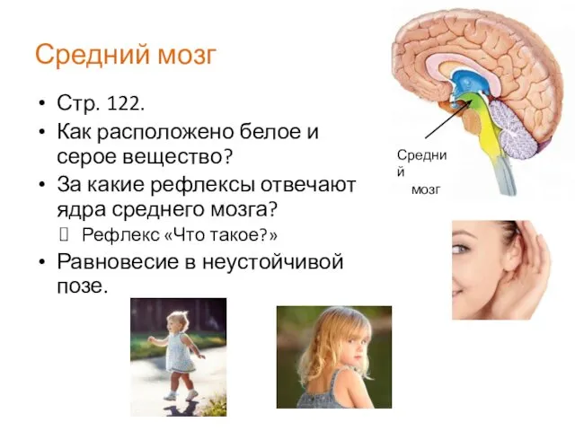 Средний мозг Стр. 122. Как расположено белое и серое вещество?