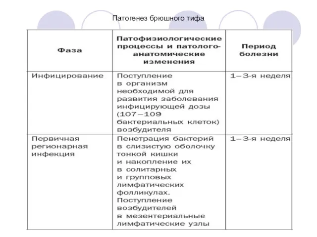 Патогенез брюшного тифа