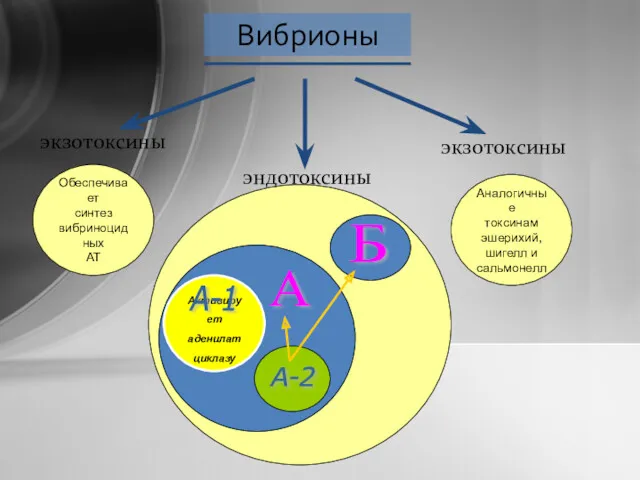 Вибрионы экзотоксины экзотоксины Обеспечивает синтез вибриноцидных АТ Аналогичные токсинам эшерихий, шигелл и сальмонелл