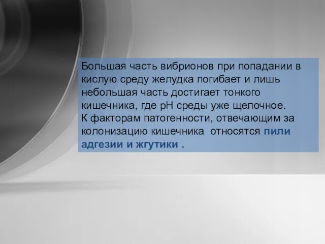 Большая часть вибрионов при попадании в кислую среду желудка погибает