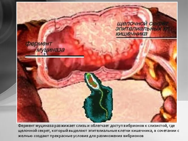 Фермент муциназа разжижает слизь и облегчает доступ вибрионов к слизистой,