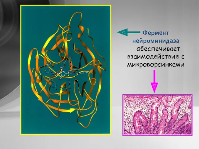 Фермент нейроминидаза обеспечивает взаимодействие с микроворсинками