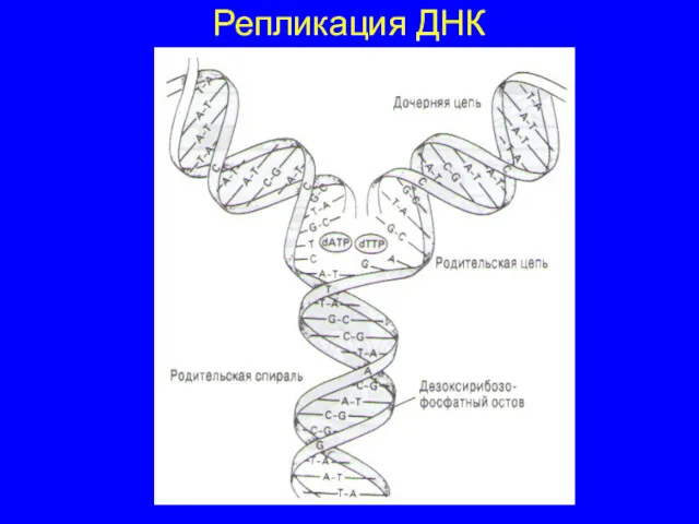 Репликация ДНК