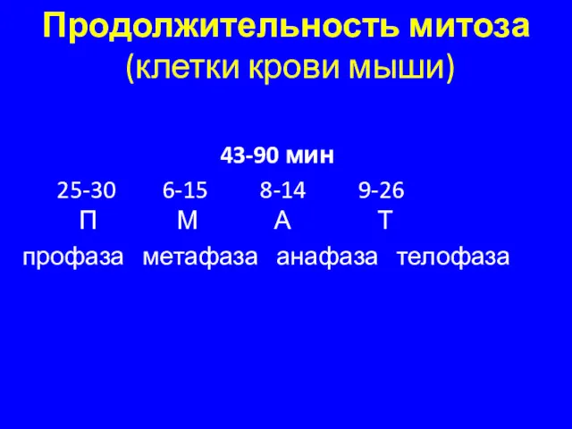 Продолжительность митоза (клетки крови мыши) 43-90 мин 25-30 6-15 8-14