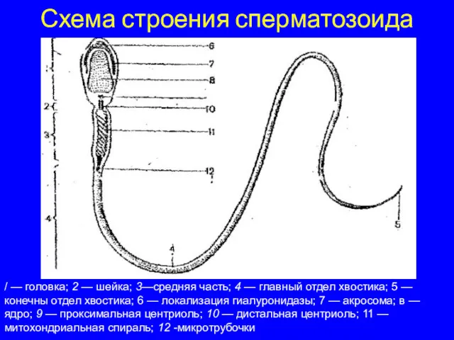 Схема строения сперматозоида / — головка; 2 — шейка; 3—средняя