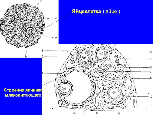 Яйцеклетка ( яйцо ) Строение яичника млекопитающего