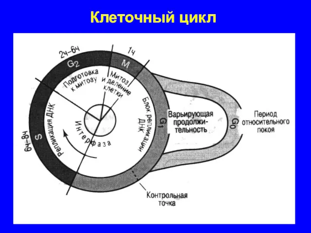 Клеточный цикл