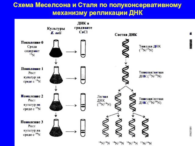 Схема Меселсона и Сталя по полуконсервативному механизму репликации ДНК