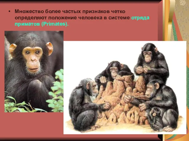 Множество более частых признаков четко определяют положение человека в системе отряда приматов (Primates).