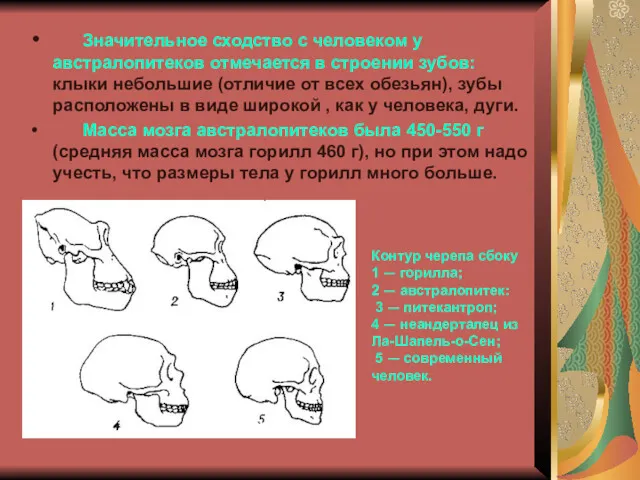 Значительное сходство с человеком у австралопитеков отмечается в строении зубов: