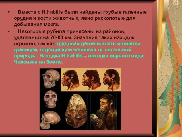 Вместе с H.habilis были найдены грубые галечные орудия и кости