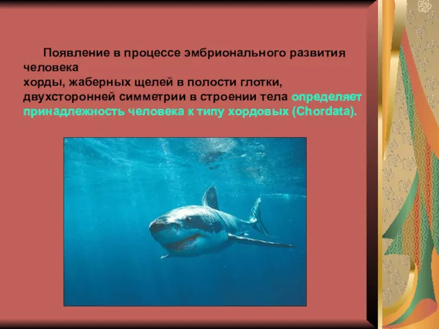 Появление в процессе эмбрионального развития человека хорды, жаберных щелей в