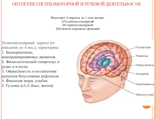 Выделяют 3 периода до 1 года жизни: 1)Таламопаллидарный 2)Стриопаллидарный 3)Развитие корковых функций Таламопалидарный