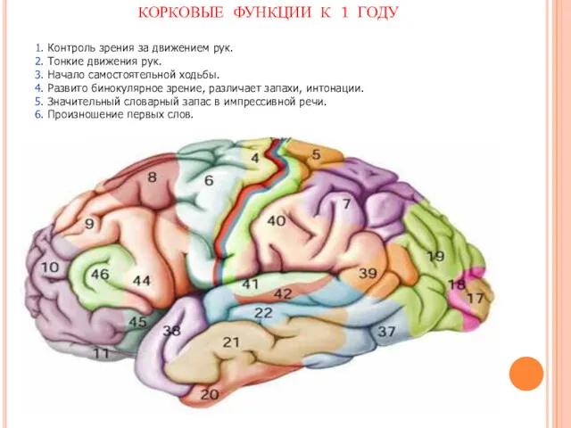 1. Контроль зрения за движением рук. 2. Тонкие движения рук.