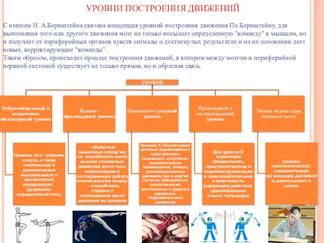 С именем Н. А.Бернштейна связана концепция уровней построения движения По Бернштейну, для выполнения