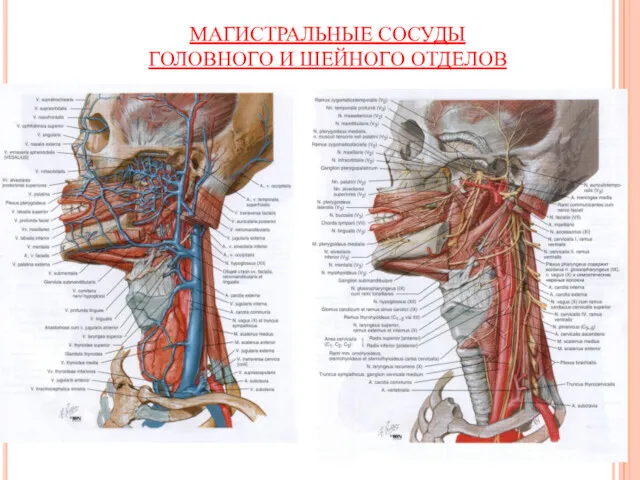 Магистральные сосуды шеи МАГИСТРАЛЬНЫЕ СОСУДЫ ГОЛОВНОГО И ШЕЙНОГО ОТДЕЛОВ