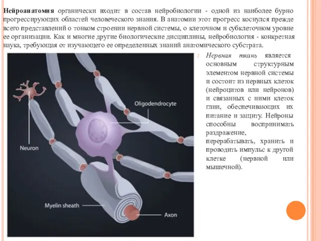 Нервная ткань является основным структурным элементом нервной системы и состоит