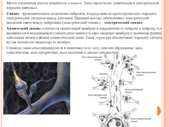 Место соединения клеток называется «синапс». Здесь происходит химическая и электрическая