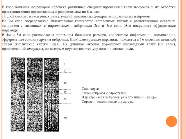 В коре больших полушарий человека различные специализированные типы нейронов и их отростки пространственно