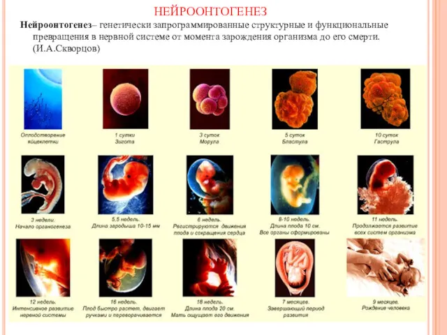 Нейроонтогенез– генетически запрограммированные структурные и функциональные превращения в нервной системе от момента зарождения