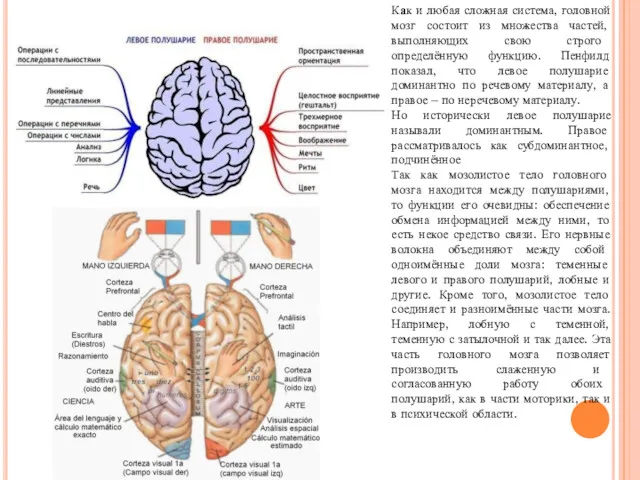 Как и любая сложная система, головной мозг состоит из множества