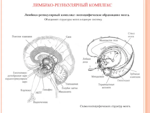 Лимбико-ретикулярный комплекс- неспецифическое образование мозга. Объединяет структуры мозга в единую систему. Схема неспецифических