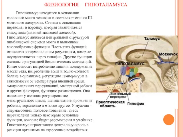 ФИЗИОЛОГИЯ ГИПОТАЛАМУСА Гипоталамус находится в основании головного мозга человека и составляет стенки III