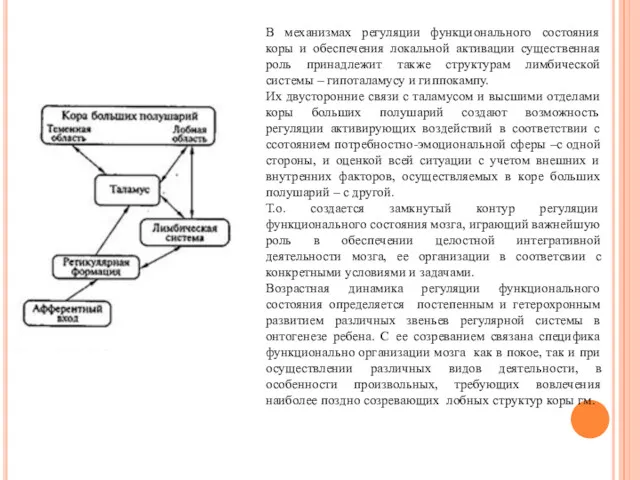 В механизмах регуляции функционального состояния коры и обеспечения локальной активации