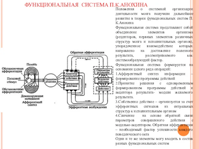 ФУНКЦИОНАЛЬНАЯ СИСТЕМА П.К.АНОХИНА Положения о системной организации деятельности мозга получили дальнейшее развитие в