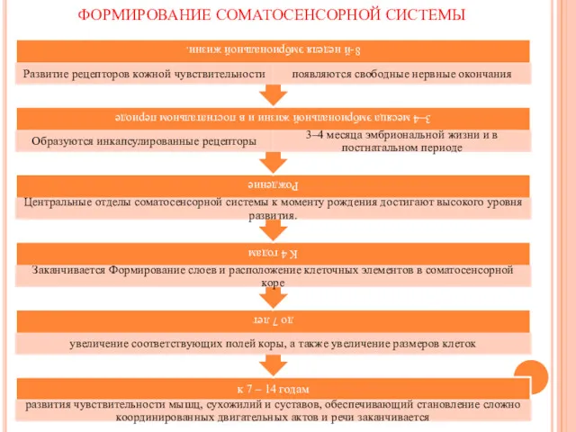 ФОРМИРОВАНИЕ СОМАТОСЕНСОРНОЙ СИСТЕМЫ