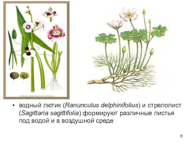 водный лютик (Ranunculus delphinifolius) и стрелолист (Sagittaria sagittifolia) формируют различные