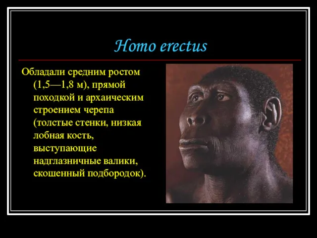 Homo erectus Обладали средним ростом (1,5—1,8 м), прямой походкой и архаическим строением черепа