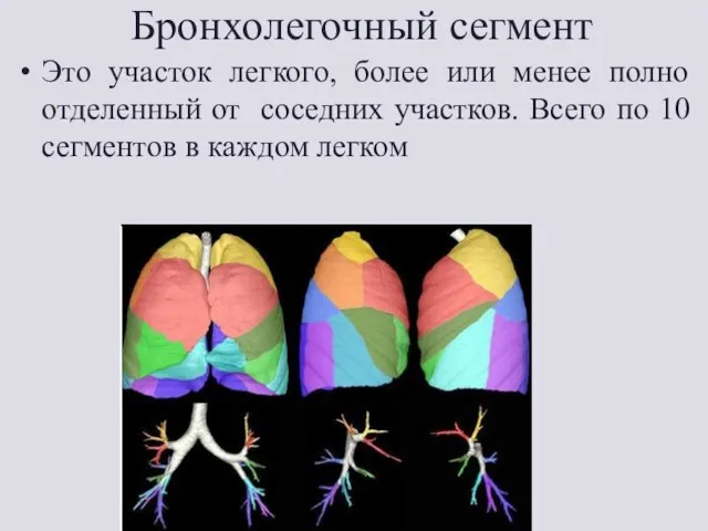 Бронхолегочный сегмент Это участок легкого, более или менее полно отделенный