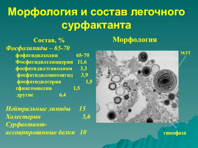 Морфология и состав легочного сурфактанта Состав, % Фосфолипиды – 65-70