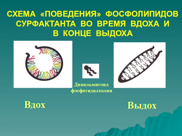 СХЕМА «ПОВЕДЕНИЯ» ФОСФОЛИПИДОВ СУРФАКТАНТА ВО ВРЕМЯ ВДОХА И В КОНЦЕ ВЫДОХА Вдох Выдох Дипальмитоил фосфатидилхолин