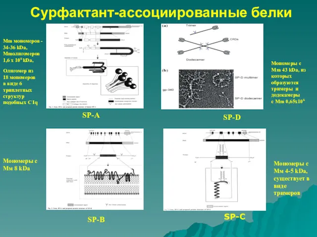 Сурфактант-ассоциированные белки SP-C Mm мономеров - 34-36 kDa, Мmолигомеров 1,6