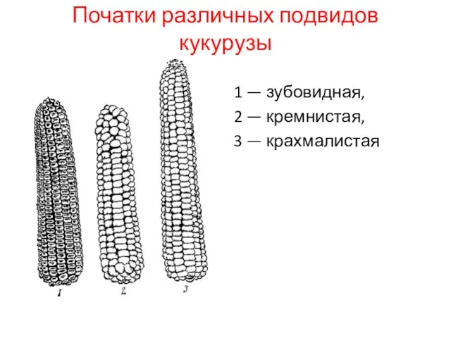 Початки различных подвидов кукурузы 1 — зубовидная, 2 — кремнистая, 3 — крахмалистая