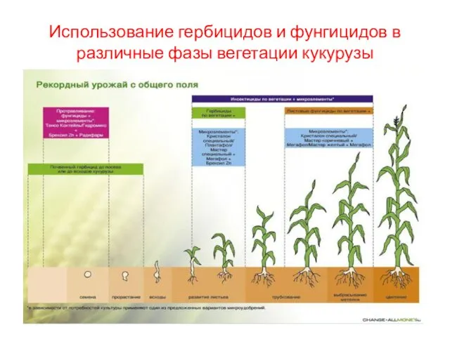 Использование гербицидов и фунгицидов в различные фазы вегетации кукурузы