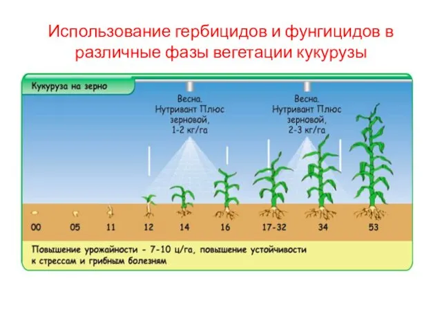 Использование гербицидов и фунгицидов в различные фазы вегетации кукурузы