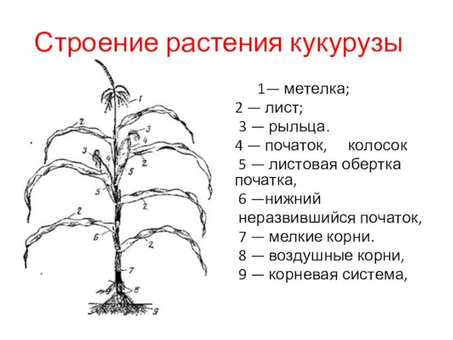 Строение растения кукурузы 1— метелка; 2 — лист; 3 —