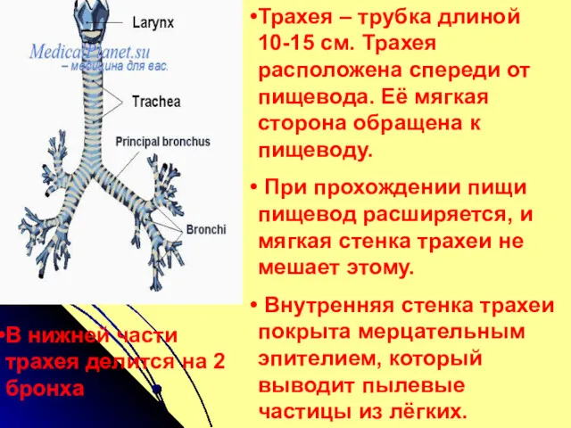 Трахея – трубка длиной 10-15 см. Трахея расположена спереди от пищевода. Её мягкая