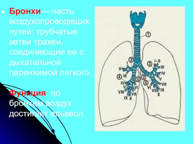 Бронхи— часть воздухопроводящих путей: трубчатые ветви трахеи, соединяющие ее с дыхательной паренхимой легкого.