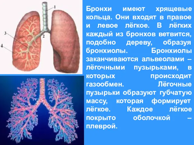 Бронхи имеют хрящевые кольца. Они входят в правое и левое